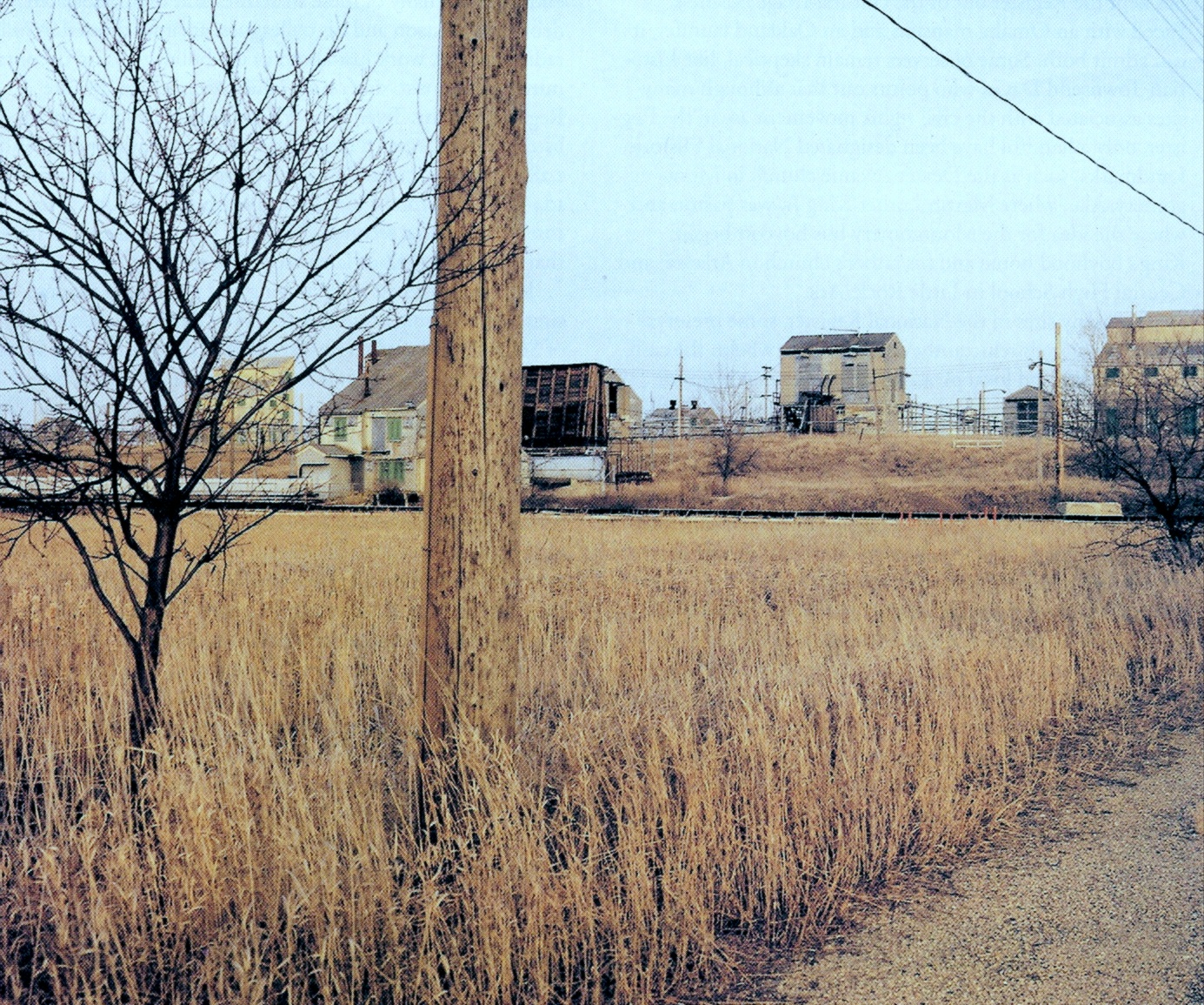 dry grass